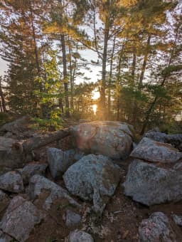 Sunset Through Trees